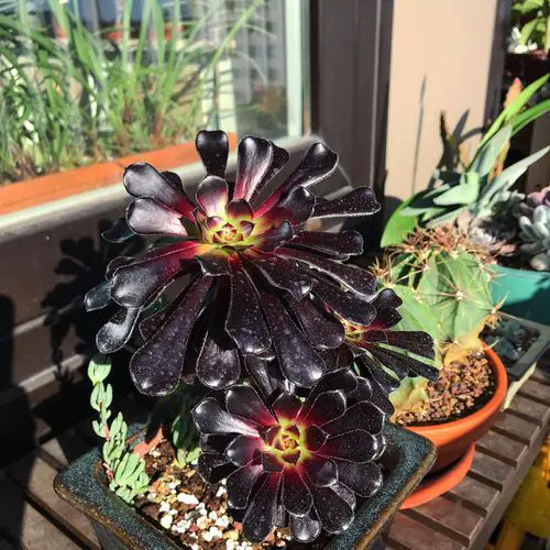 Sexiest Burgundy Houseplants indoor