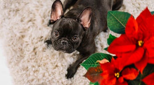 Treatment of Poinsettia Poisoning in Cats & Dogs