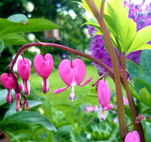 top Wonderful Flowers Shaped Like Jingle Bells