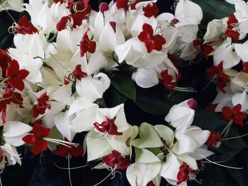 Cutest Christmas Flowers 