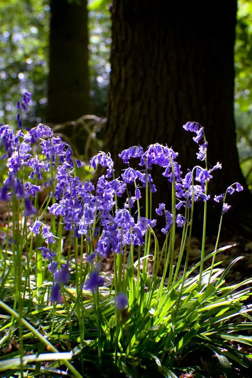 best Wonderful Flowers Shaped Like Jingle Bells