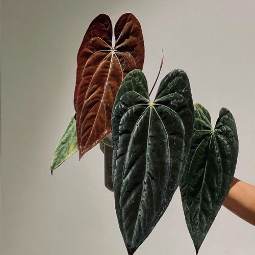 best Indoor Plants Featuring Vibrant New Growth