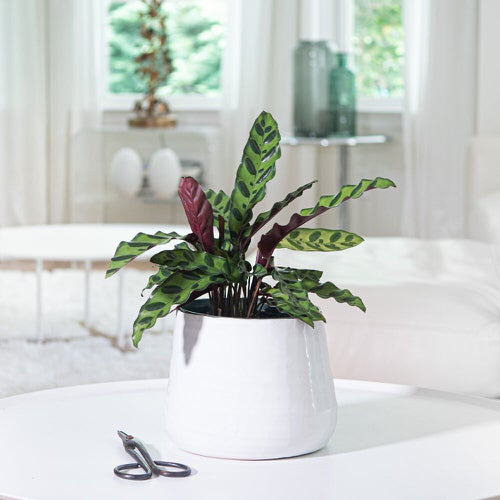 Cold Tolerant Indoor Plants in White pot