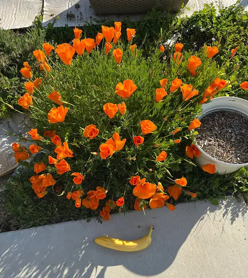 Self-seeding Flowers