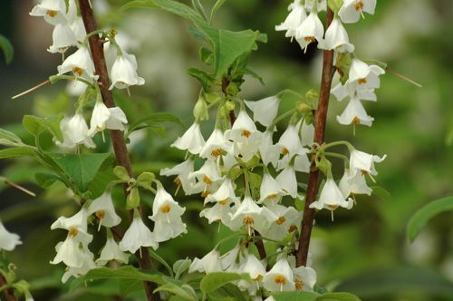 Amazing Jingle Bell Shaped Flowers