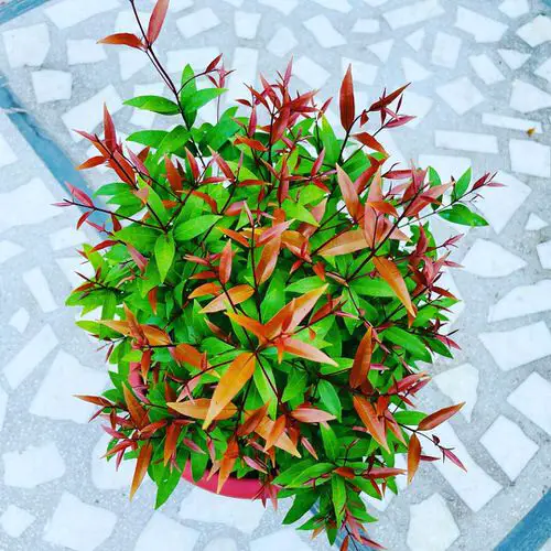 Plants with Colorful New Growth
