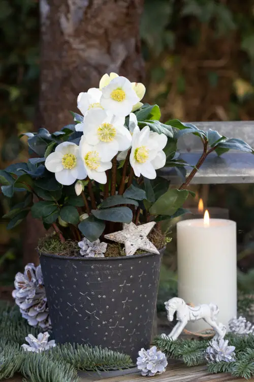 Best Christmas Flowers