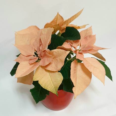 top Beautiful New Growth on Indoor Plants
