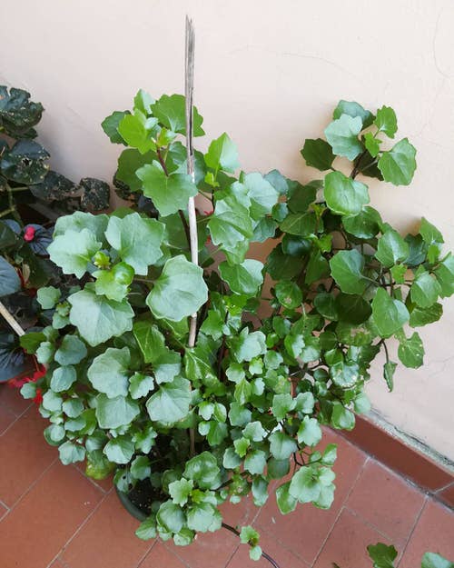 best Stunning Indoor Alternatives for English Ivy
