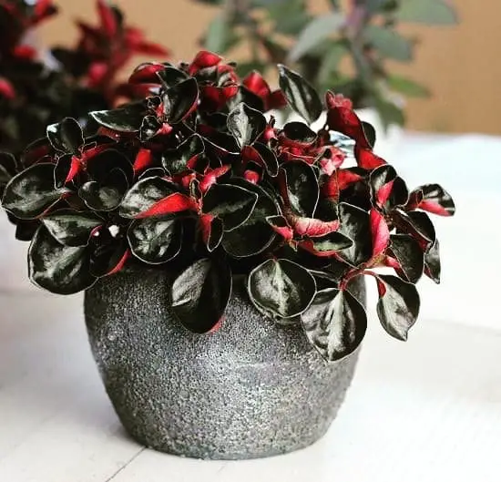 Sexiest Burgundy Houseplants