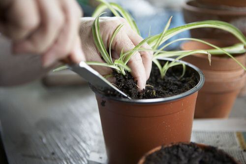 Divide and Plant New Ones Together