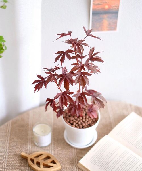 beautiful Sexiest Burgundy Houseplants