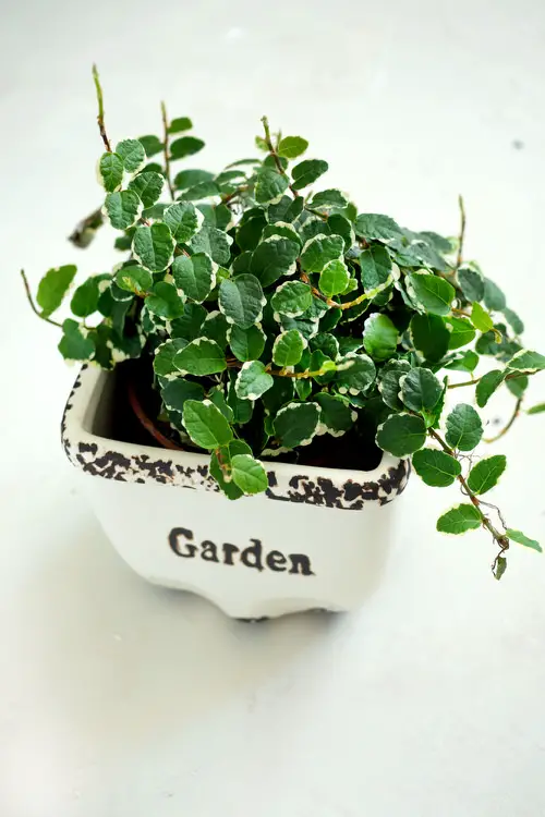 English Ivy Indoor Alternatives
