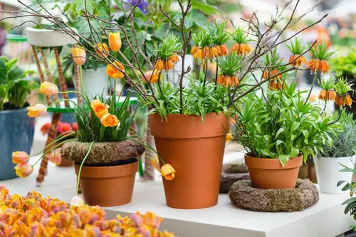 top Amazing Jingle Bell Shaped Flowers