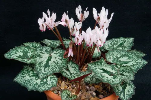 Cyclamen Varieties 03