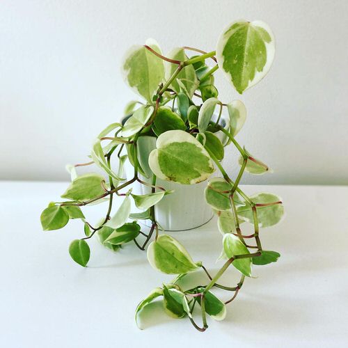 English Ivy Indoor Alternatives
