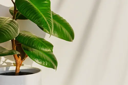 DIY Leaf Shiner Recipes for Lush and Glossy Houseplants