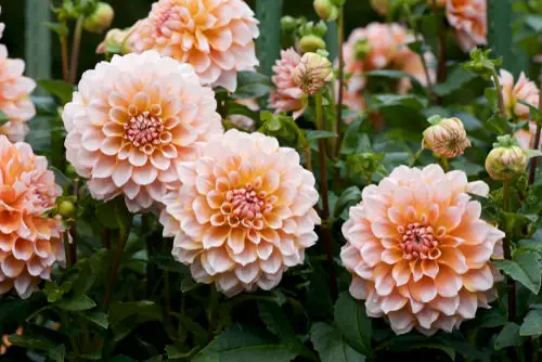 Flowers with a 'D' in them