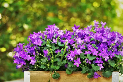 Flowers that Start with D 8