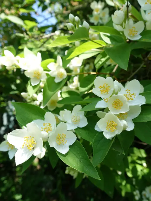 Blooms Commencing with 'D'