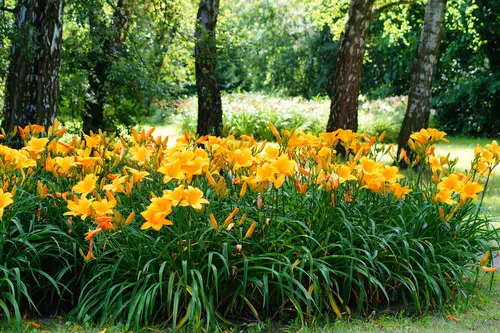 amazing Flowers that Start with 'D'