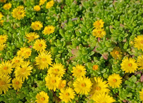 Flowers with a 'D' in there