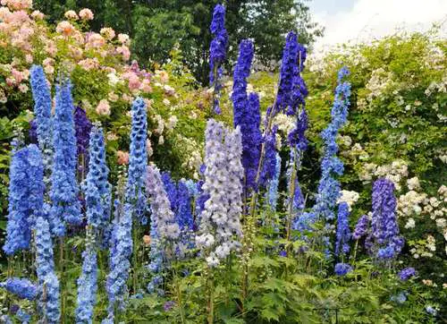 top Flowers with a 'D' in there
