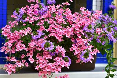 best Blooms with a 'D' origin