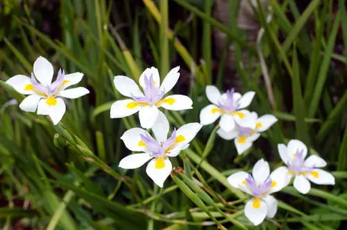 top Blooms with a 'D' origin