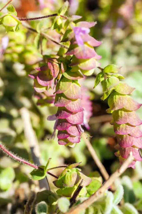 Blooms with a 'D' origin