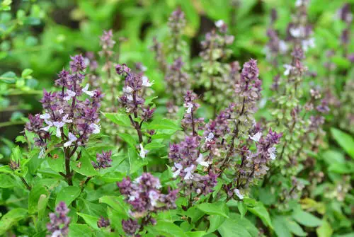 Does Basil Die After Flowering
