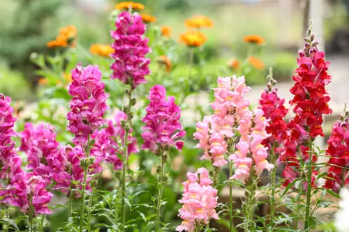 top Blooms Commencing with 'D'