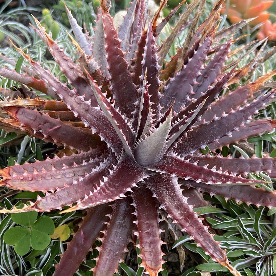 beautiful Cutest Burgundy Indoor Plants