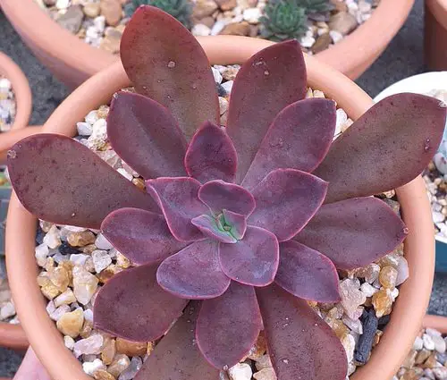 top Cutest Burgundy Indoor Plants