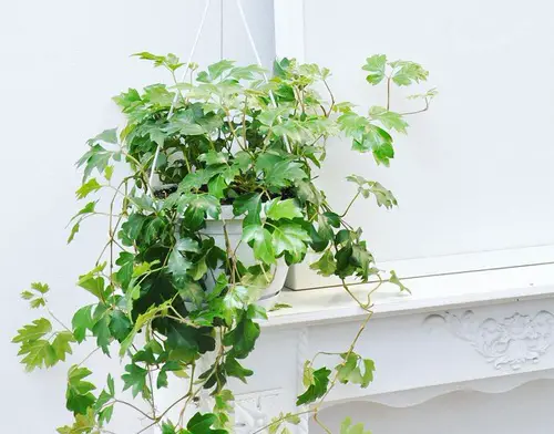 English Ivy Indoor Alternatives