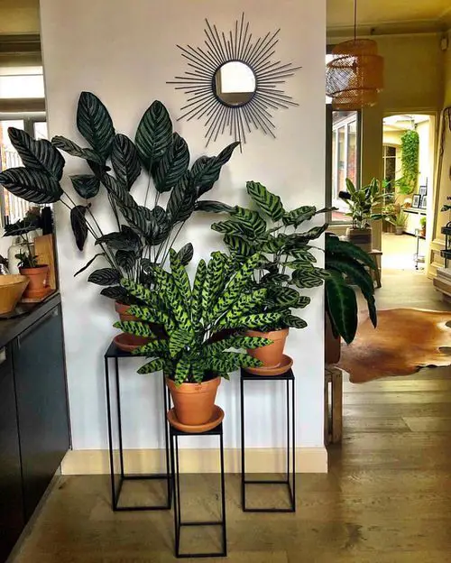 Calathea Trio on Plant Stand at the Entrance