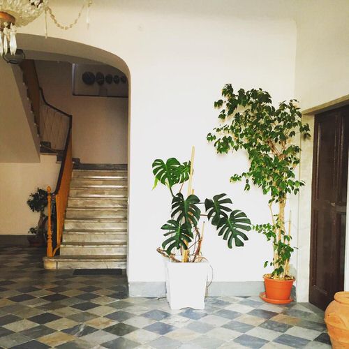 Split Leaf Philodendron with Ficus on the Front Door