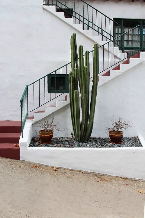 A Tall Cactus at the Entrance