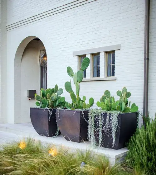 Cacti and Ornamental Grasses