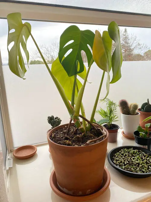 Houseplants Leaves Getting Yellow to much sunlight