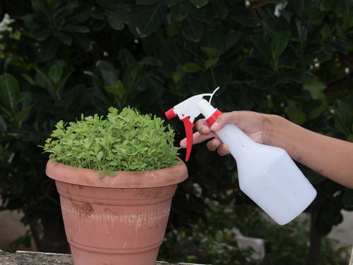 Requirements for Growing Fenugreek