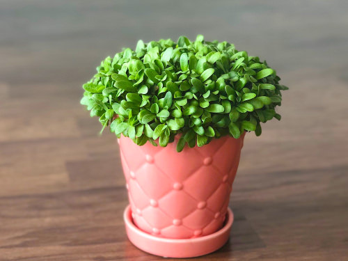Growing Fenugreek in Containers