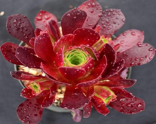 best Cutest Burgundy Indoor Plants 
