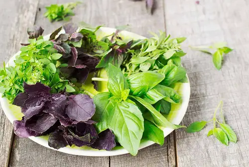 What to Do With Basil Flowers? Are They Edible