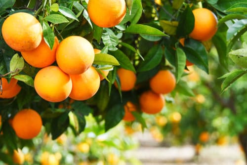 Helps in Fruiting