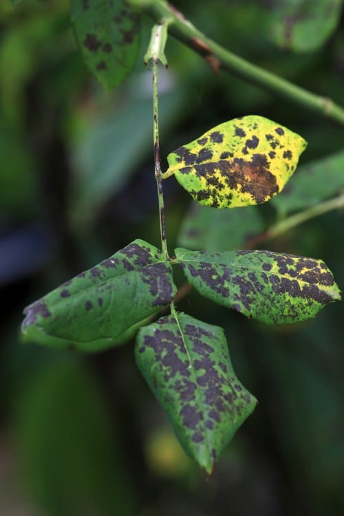 How Does Epsom Salt Work as a Fungicide