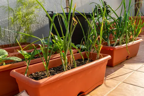 Most Productive Vegetables for Containers 16