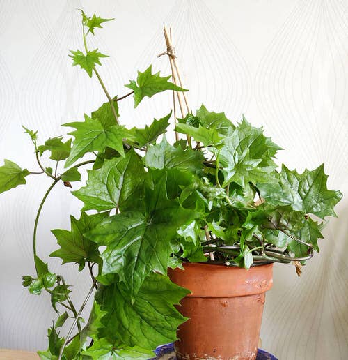 best Gorgeous Indoor Options for English Ivy