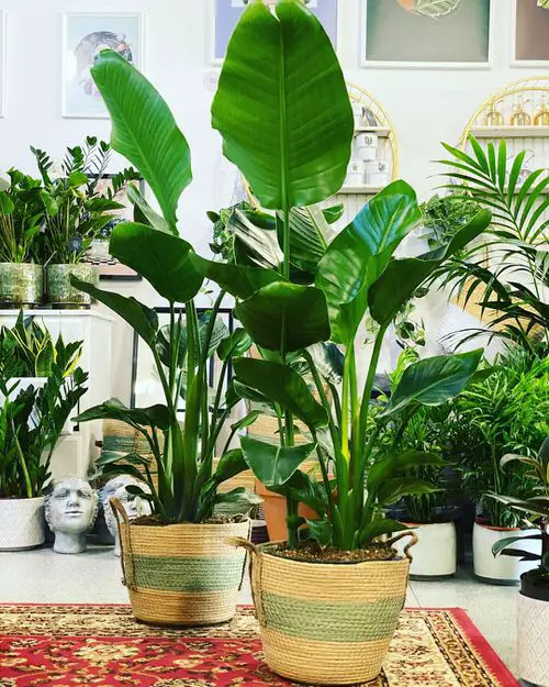 Houseplants with Big Leaves