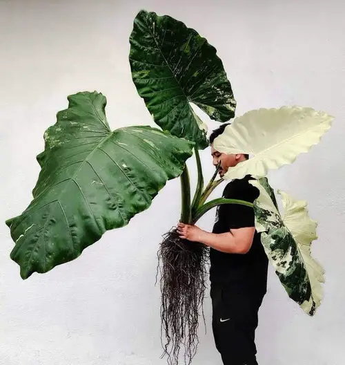 indoor Plants' Leaves that are Bigger Than Your Head